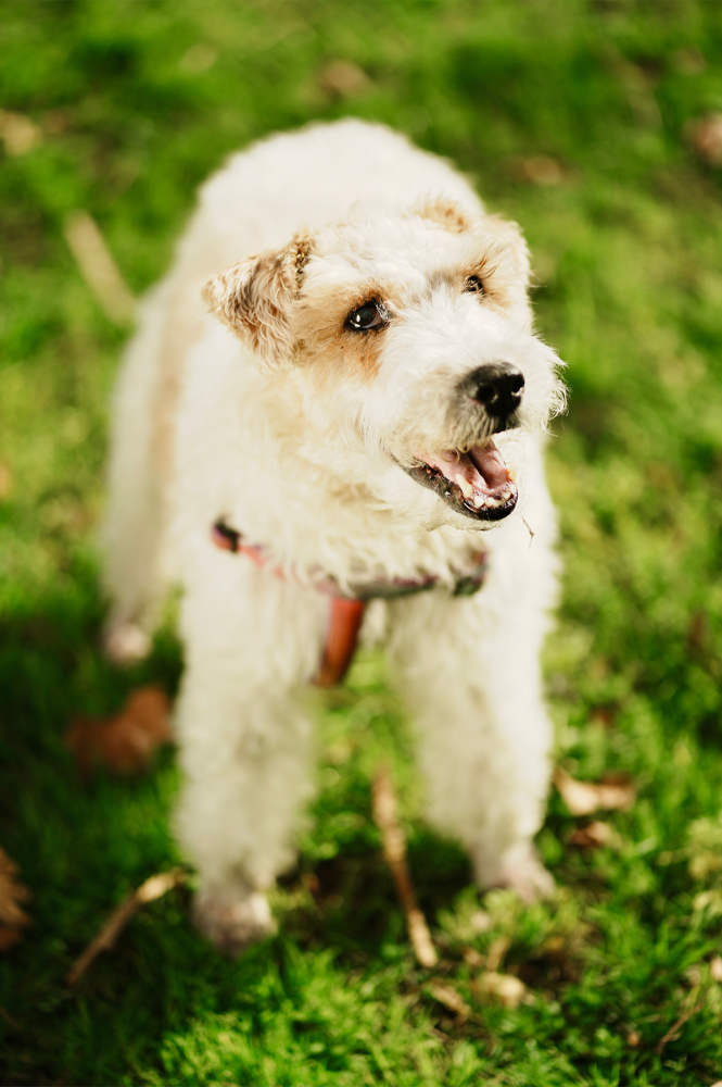 wire hair fox terrier dog training in Acton Ealing Chiswick Kensington Chelsea Hammersmith Fulham Paddington